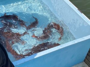「楯干し（魚のつかみ取り）」を開催しました！